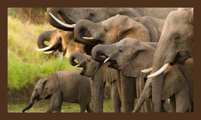 Zuid-Afrika reizen en safari's